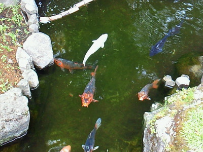 長谷寺の中の池
